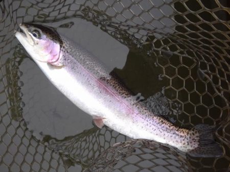 大安トラウトレイク 釣果